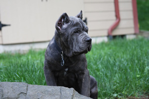 blue cane corso